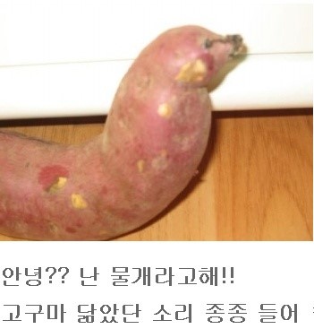 Seal sweet potato.jpg